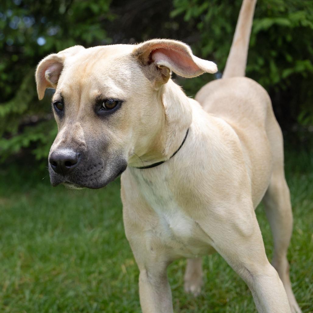 Enlarge Zuri, a Adoptable mixed breed in Erie, PA image 3/6