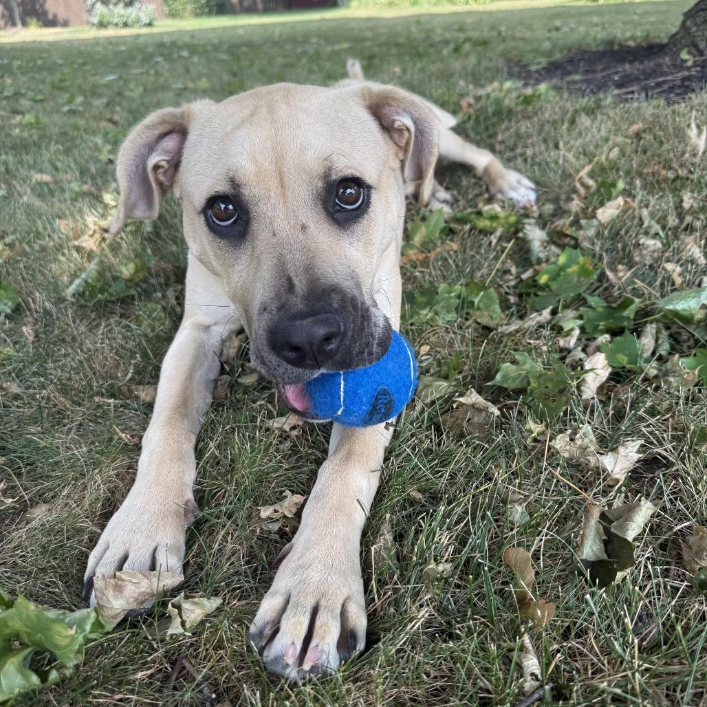 Enlarge Zuri, a Adoptable mixed breed in Erie, PA image 4/6