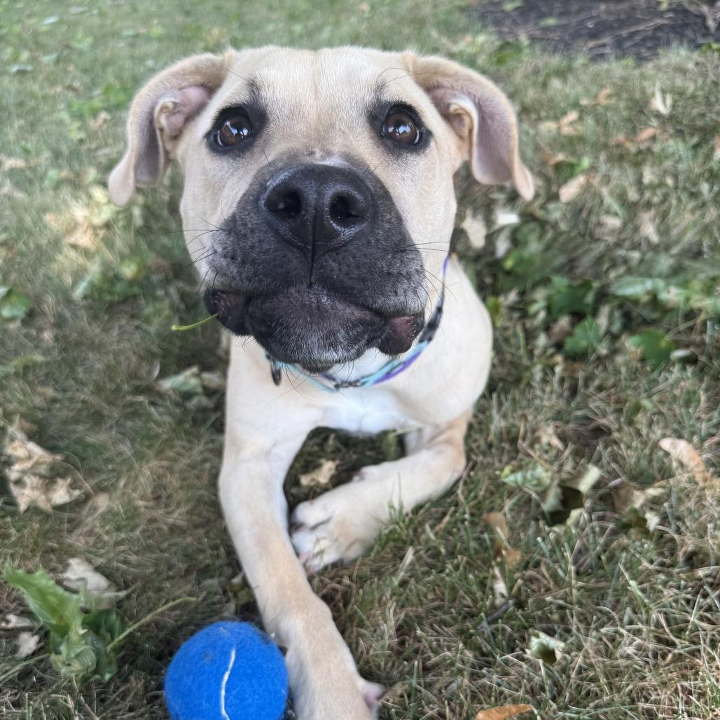 Enlarge Zuri, a Adoptable mixed breed in Erie, PA image 5/6