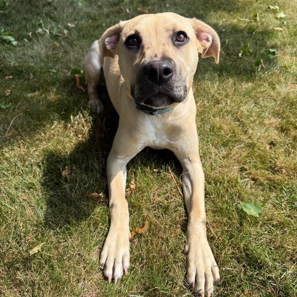 Enlarge Zuri, a Adoptable mixed breed in Erie, PA image 6/6