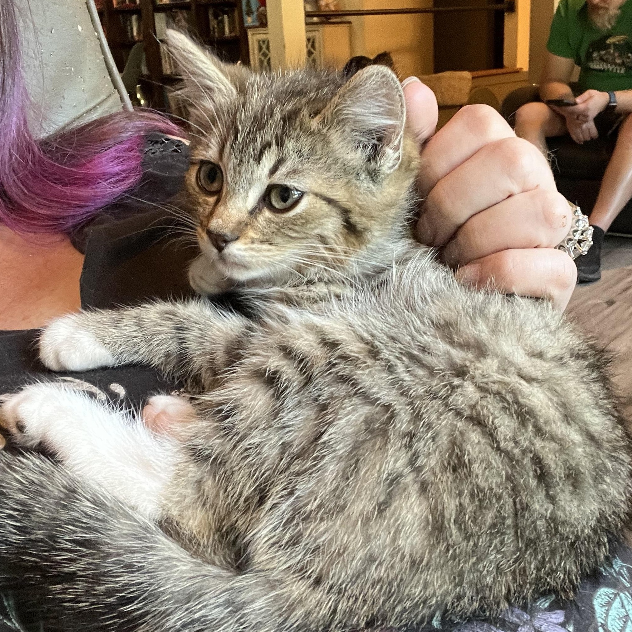 Chimney, a Adoptable Domestic Short Hair in Gresham, OR image 3/5