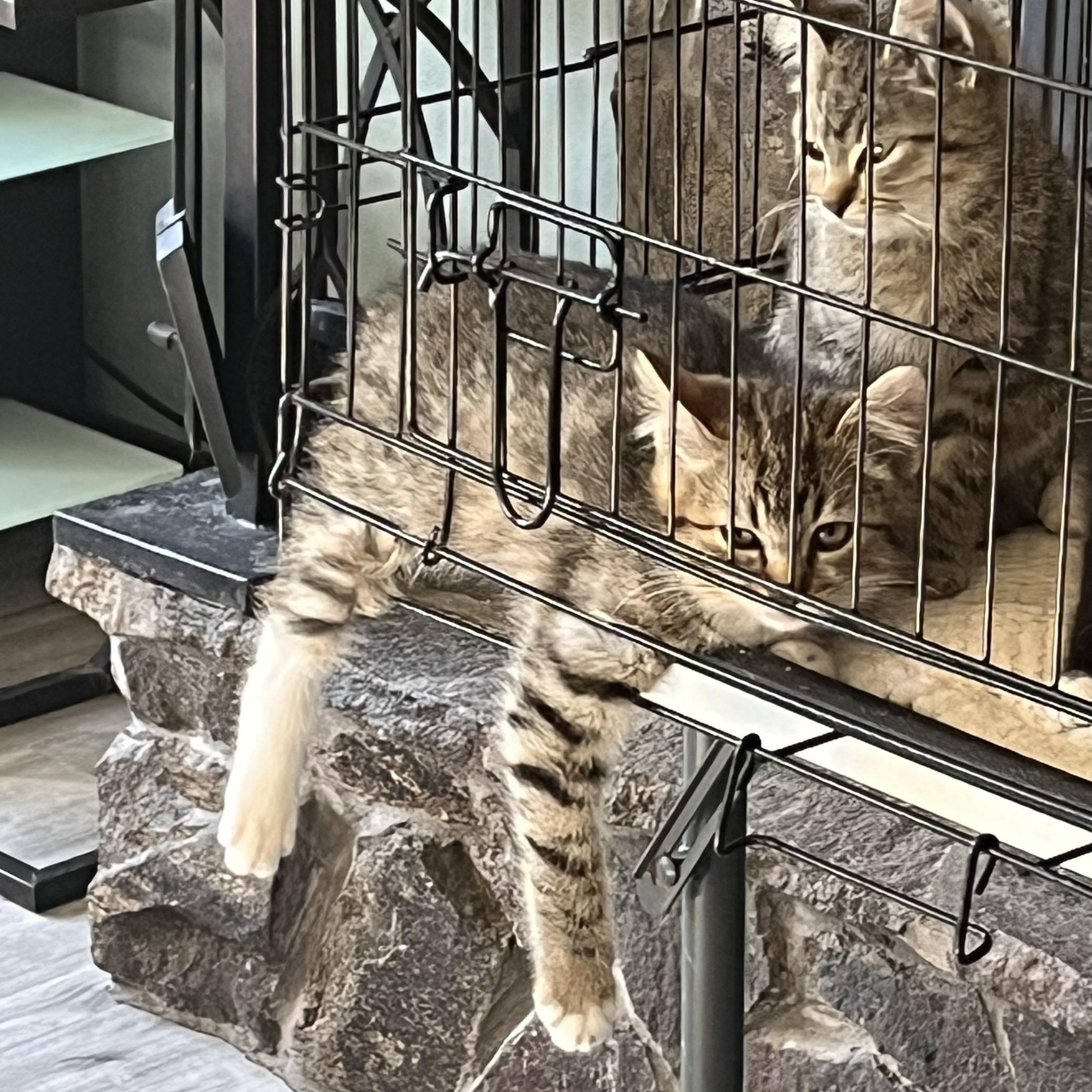 Chimney, a Adoptable Domestic Short Hair in Gresham, OR image 4/5