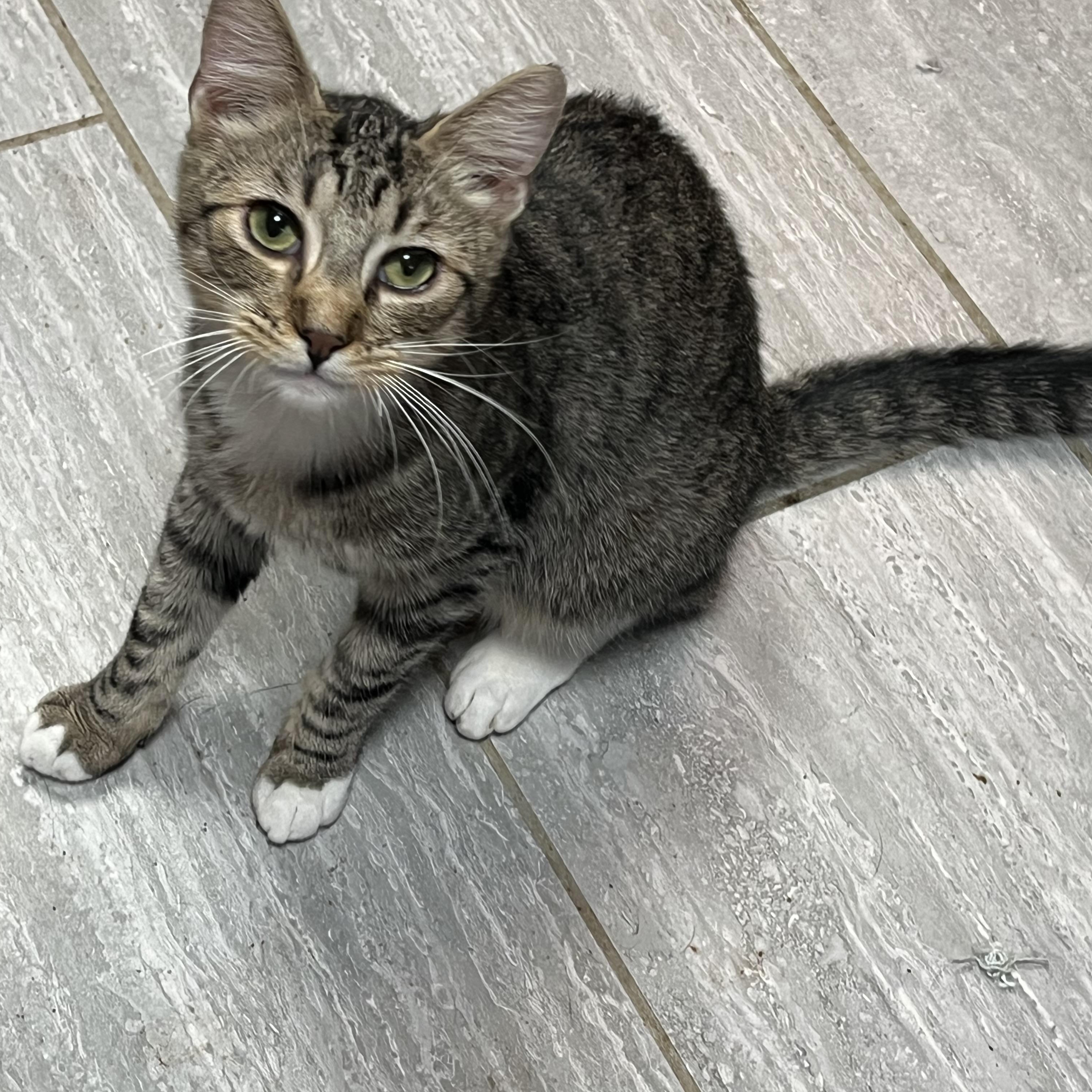 Chimney, a Adoptable Domestic Short Hair in Gresham, OR image 2/5