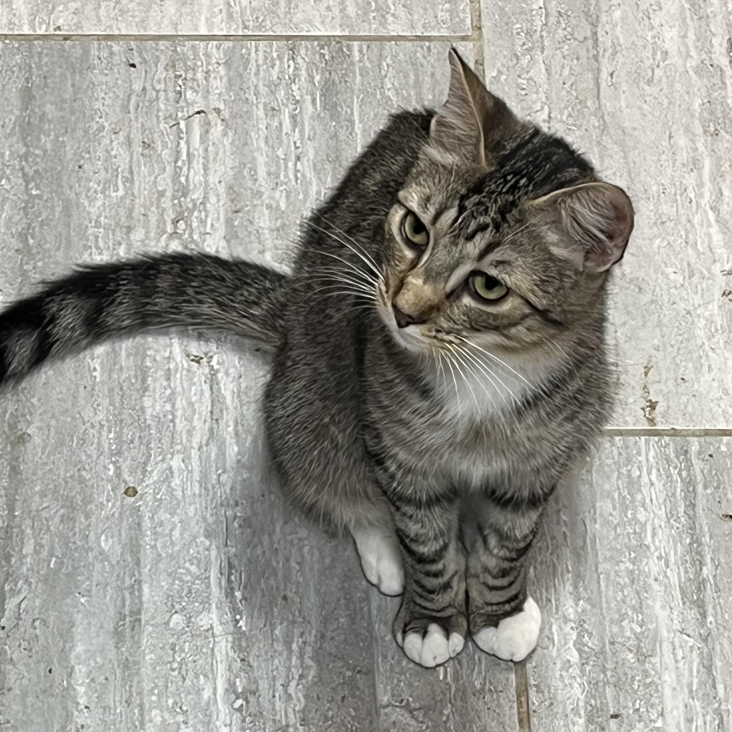 Chimney, a Adoptable Domestic Short Hair in Gresham, OR image 1/5