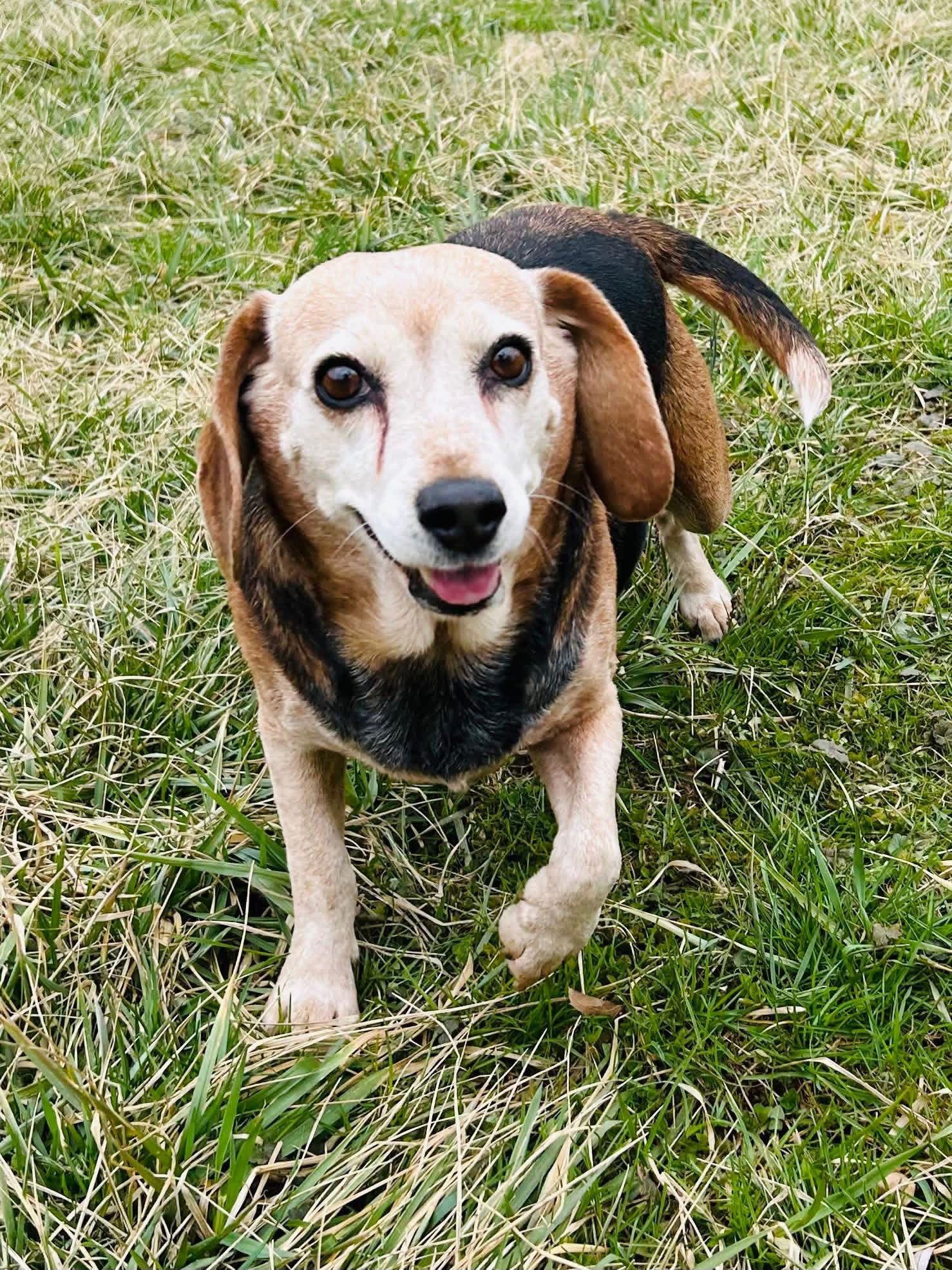 Enlarge Bonnie, a Adoptable Beagle in Elizabethtown, PA image 1/2