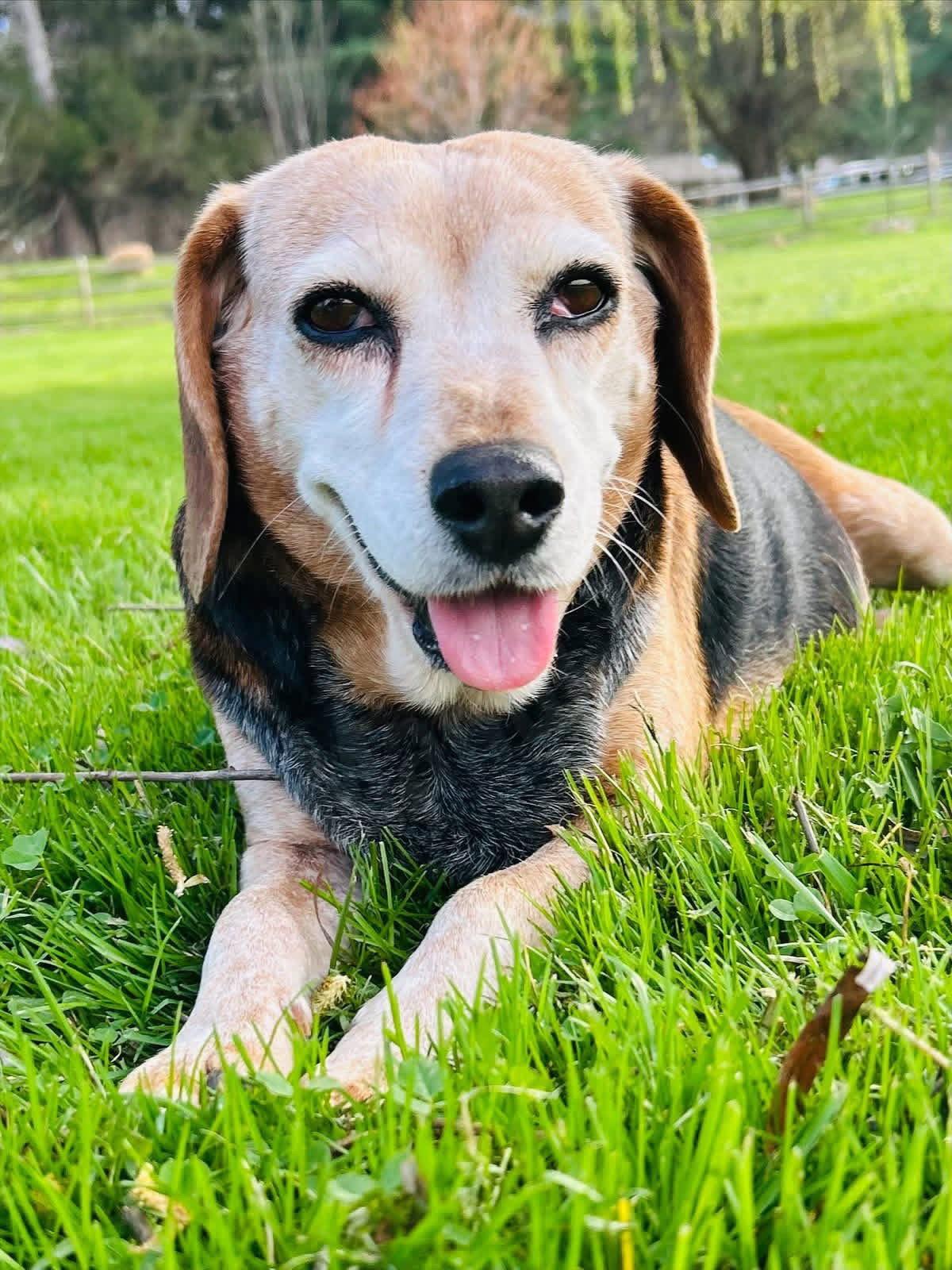 Enlarge Bonnie, a Adoptable Beagle in Elizabethtown, PA image 2/2