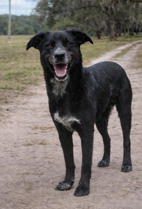 Enlarge Cree, a Adoptable mixed breed in Nokomis, FL image 1/5