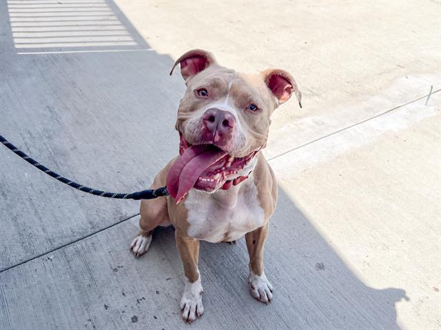 Enlarge TRUCKSTOP, a Adoptable Pit Bull Terrier in Tustin, CA image 1/1
