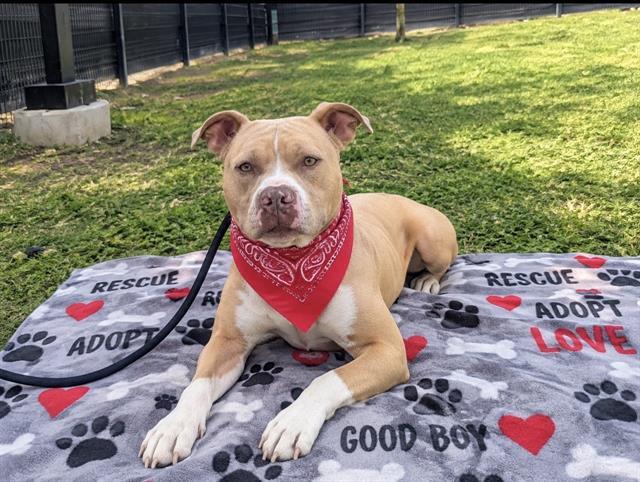 Enlarge TRUCKSTOP, a Adoptable Pit Bull Terrier in Tustin, CA image 1/1