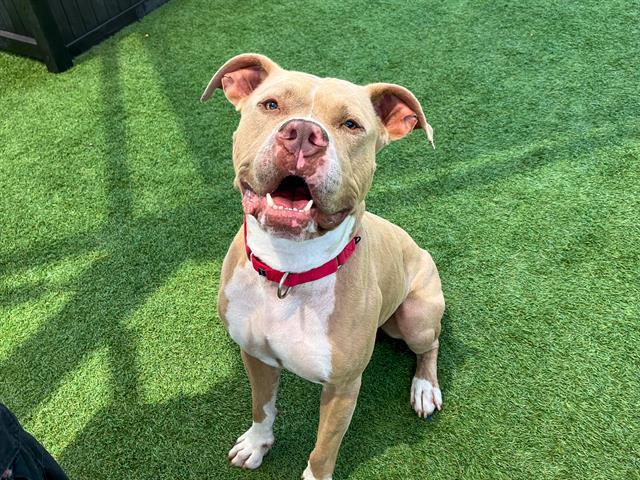 TRUCKSTOP, Adoptable, Adult Male Pit Bull Terrier.