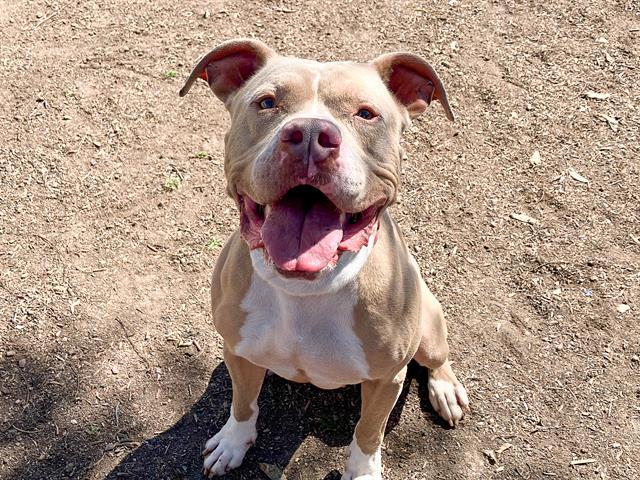 TRUCKSTOP, Adoptable, Adult Male Pit Bull Terrier.