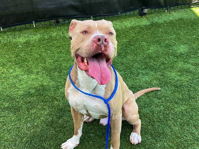 BEEFCAKE, Adoptable, Adult Male Pit Bull Terrier.