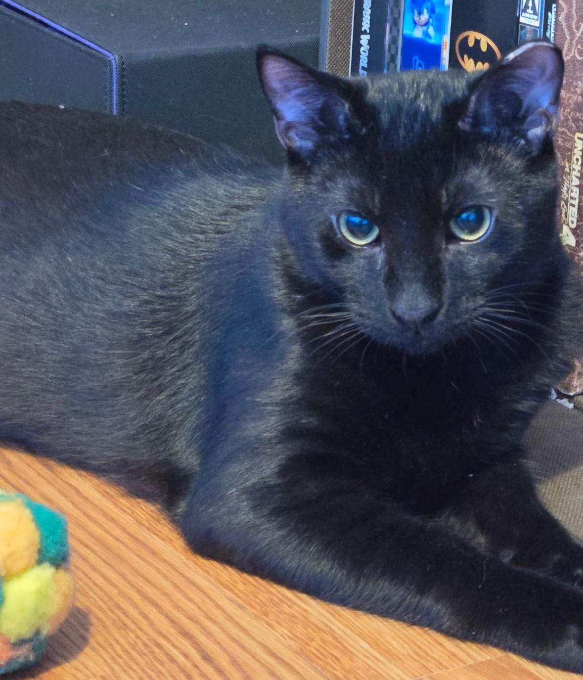 Jack ( sweet , friendly, loving lap kitten), adoptable, Kitten Male American Shorthair.