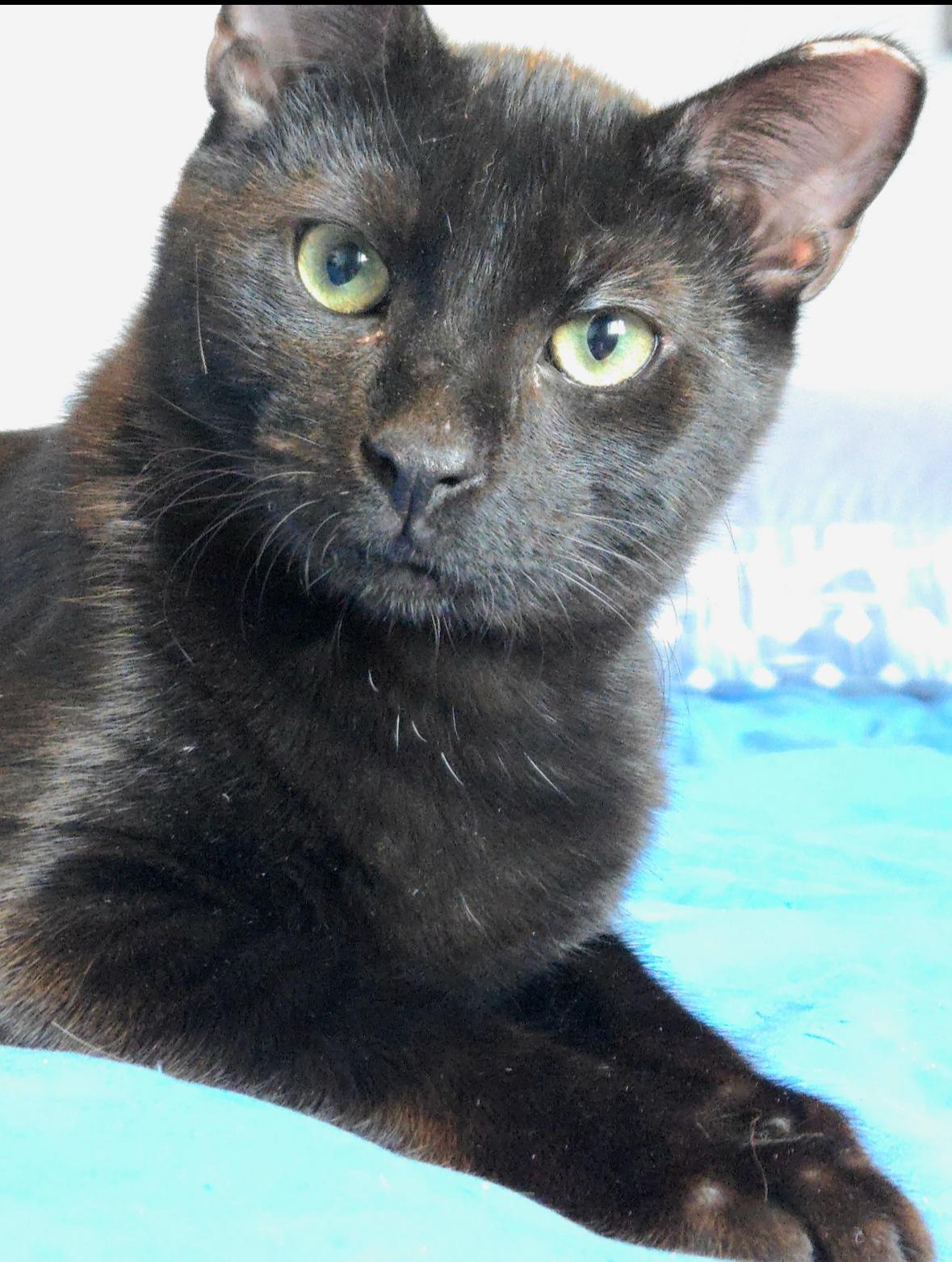 Enlarge Jack ( sweet , friendly, loving lap kitten), an adoptable American Shorthair in Staten Island, NY image 4/5