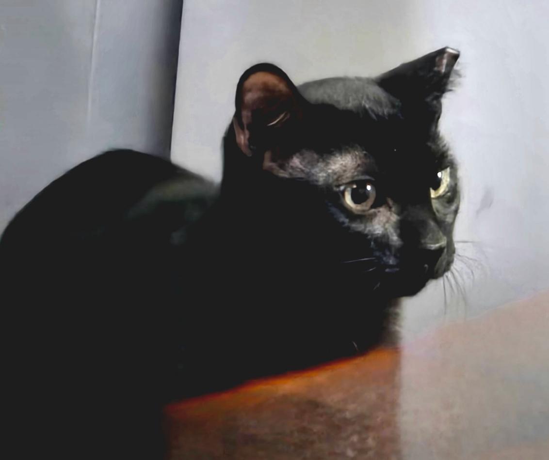 Enlarge Jack ( sweet , friendly, loving lap kitten), an adoptable American Shorthair in Staten Island, NY image 2/5