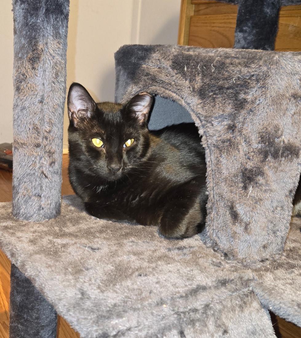 Enlarge Jack ( sweet , friendly, loving lap kitten), an adoptable American Shorthair in Staten Island, NY image 3/5