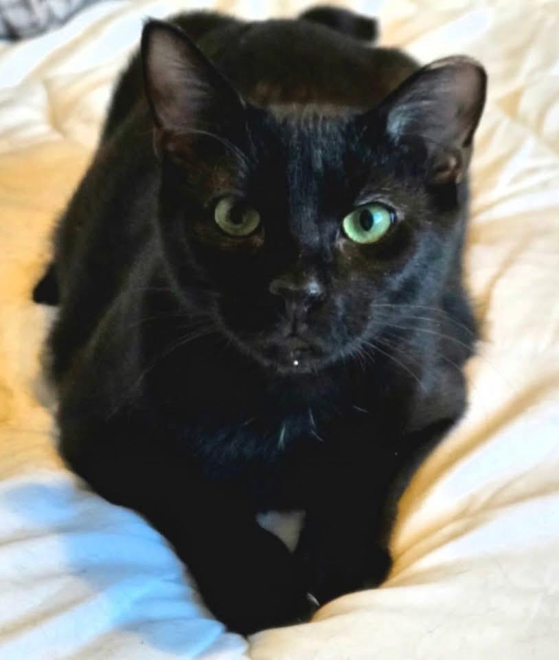 Enlarge Jack  ( Playful & Friendly), an adoptable Domestic Short Hair in Staten Island, NY image 5/6