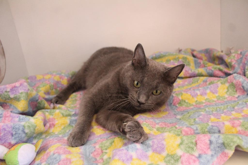 Pirouline, a ADOPTABLE Domestic Short Hair in Chestertown, MD image 3/4