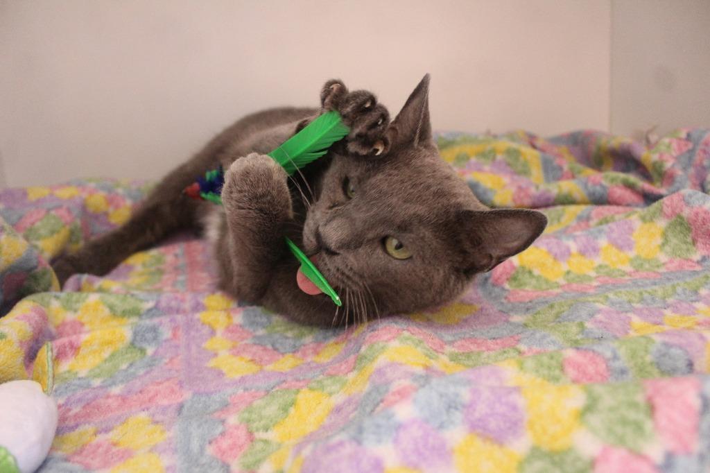 Pirouline, a ADOPTABLE Domestic Short Hair in Chestertown, MD image 2/4