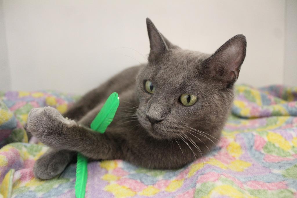 Pirouline, a ADOPTABLE Domestic Short Hair in Chestertown, MD image 4/4