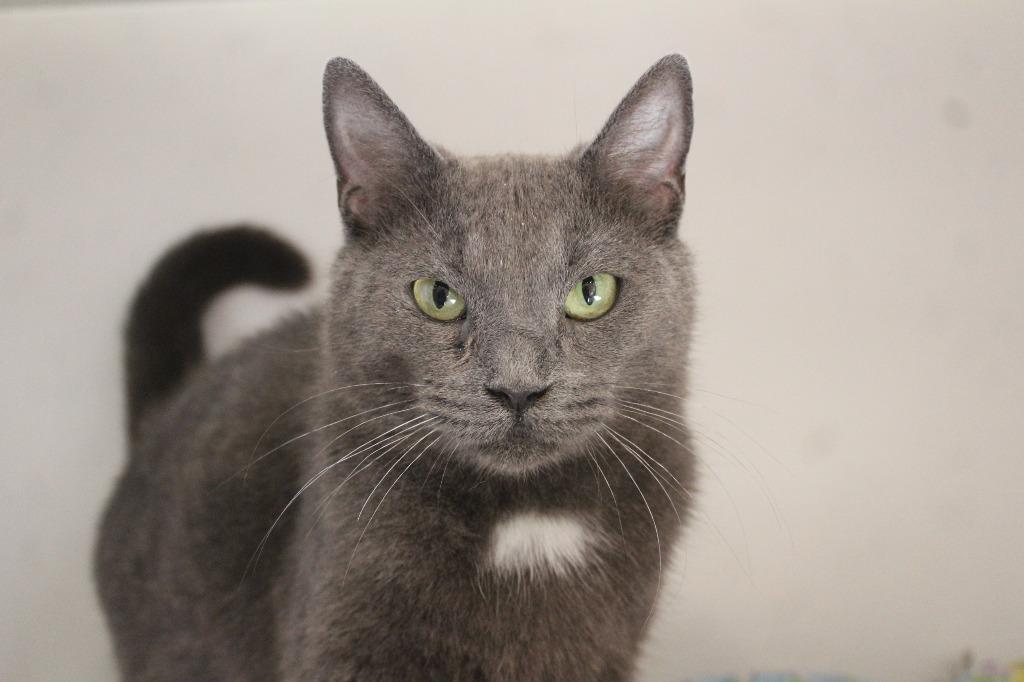 Pirouline, a ADOPTABLE Domestic Short Hair in Chestertown, MD image 1/4