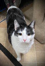 Patches, a Adoptable Domestic Short Hair in Monticello, IL image 1/4