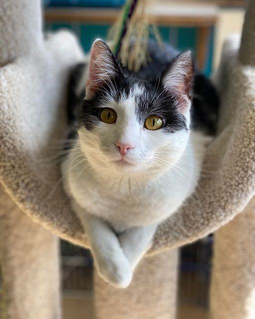 Patches, a Adoptable Domestic Short Hair in Monticello, IL image 2/4
