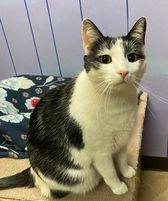 Patches, a Adoptable Domestic Short Hair in Monticello, IL image 3/4