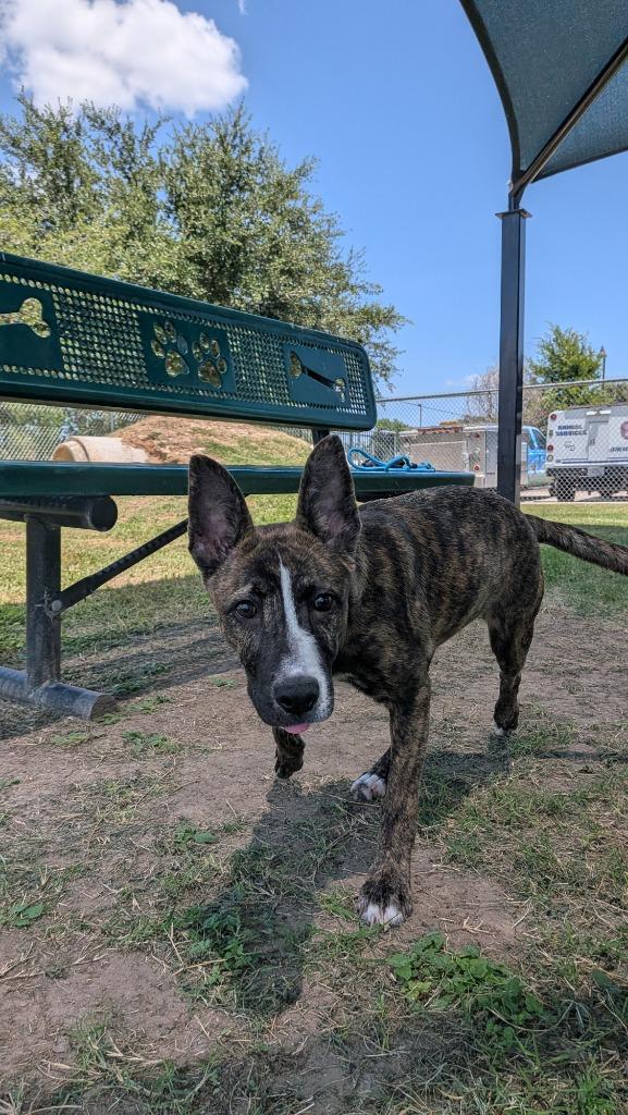 Misty, a Adoptable mixed breed in Seguin, TX image 1/4