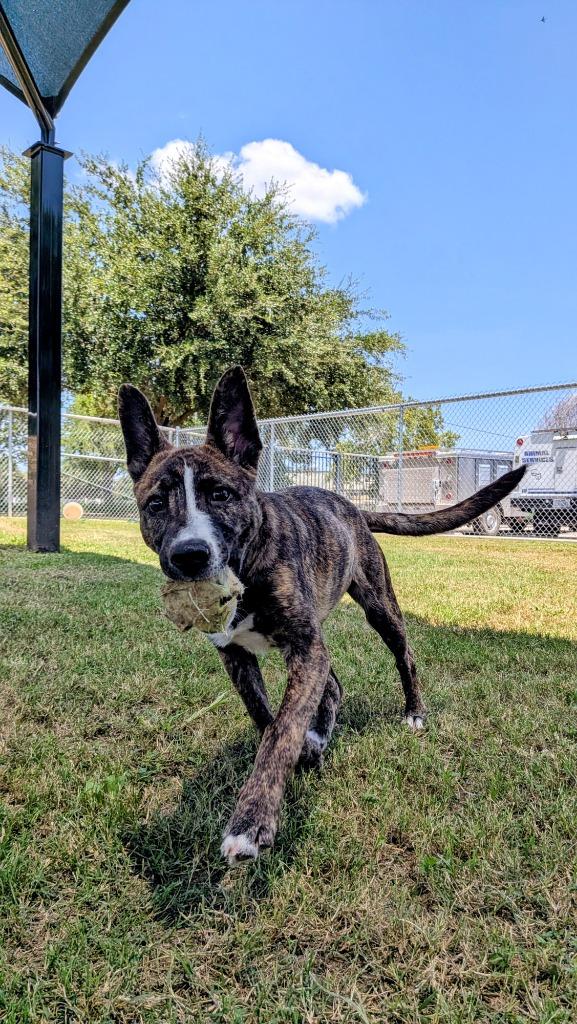 Misty, a Adoptable mixed breed in Seguin, TX image 2/4