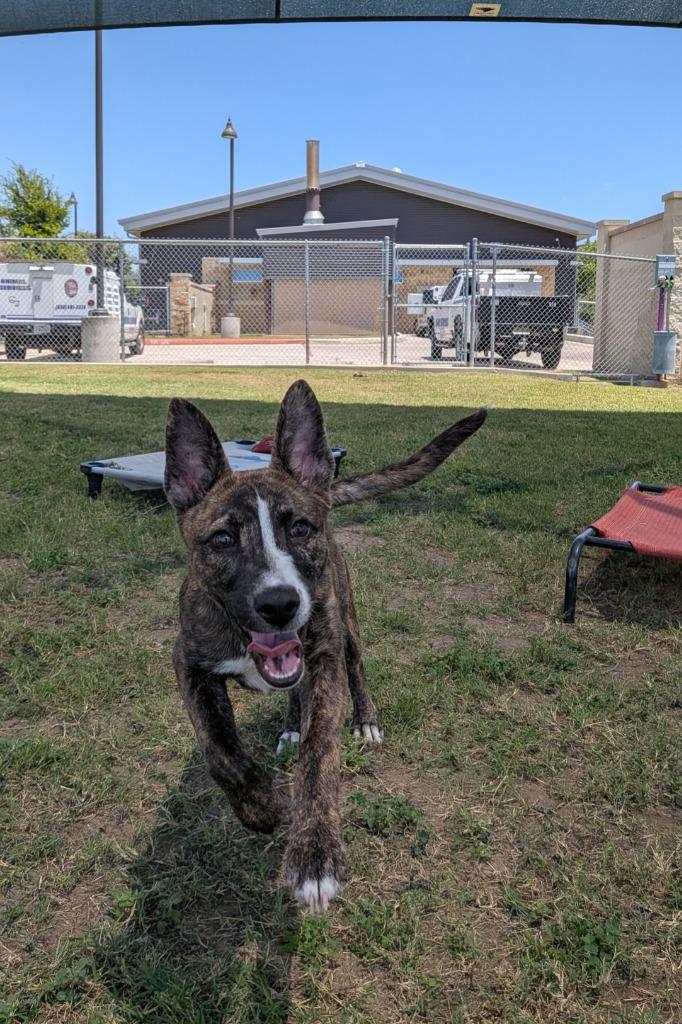 Misty, a Adoptable mixed breed in Seguin, TX image 3/4