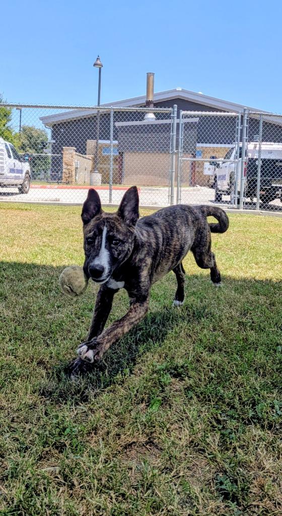 Misty, a Adoptable mixed breed in Seguin, TX image 4/4