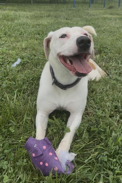 Maya, a Adoptable mixed breed in Columbus, IN image 1/3
