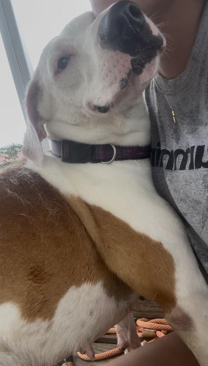 Maya, a Adoptable mixed breed in Columbus, IN image 2/3