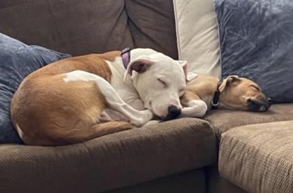 Maya, a Adoptable mixed breed in Columbus, IN image 3/3