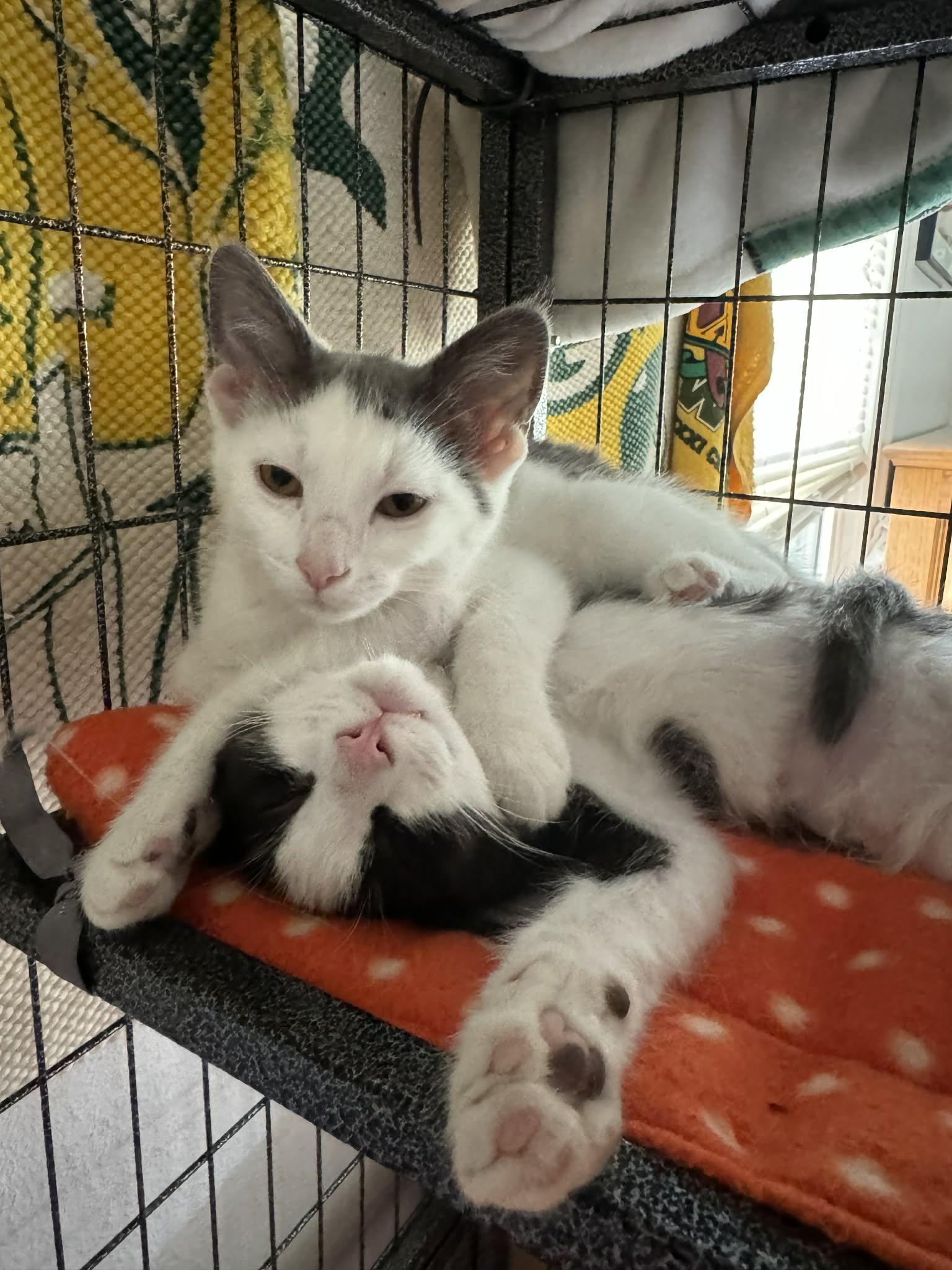 Wren, a ADOPTABLE Domestic Short Hair in Milwaukee, WI image 3/3