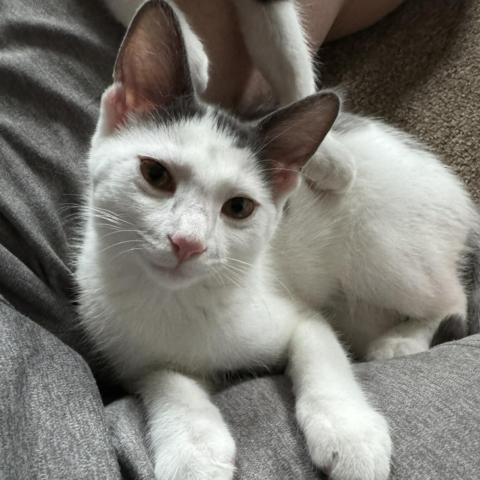 Wren, ADOPTABLE, Kitten Female Domestic Short Hair.