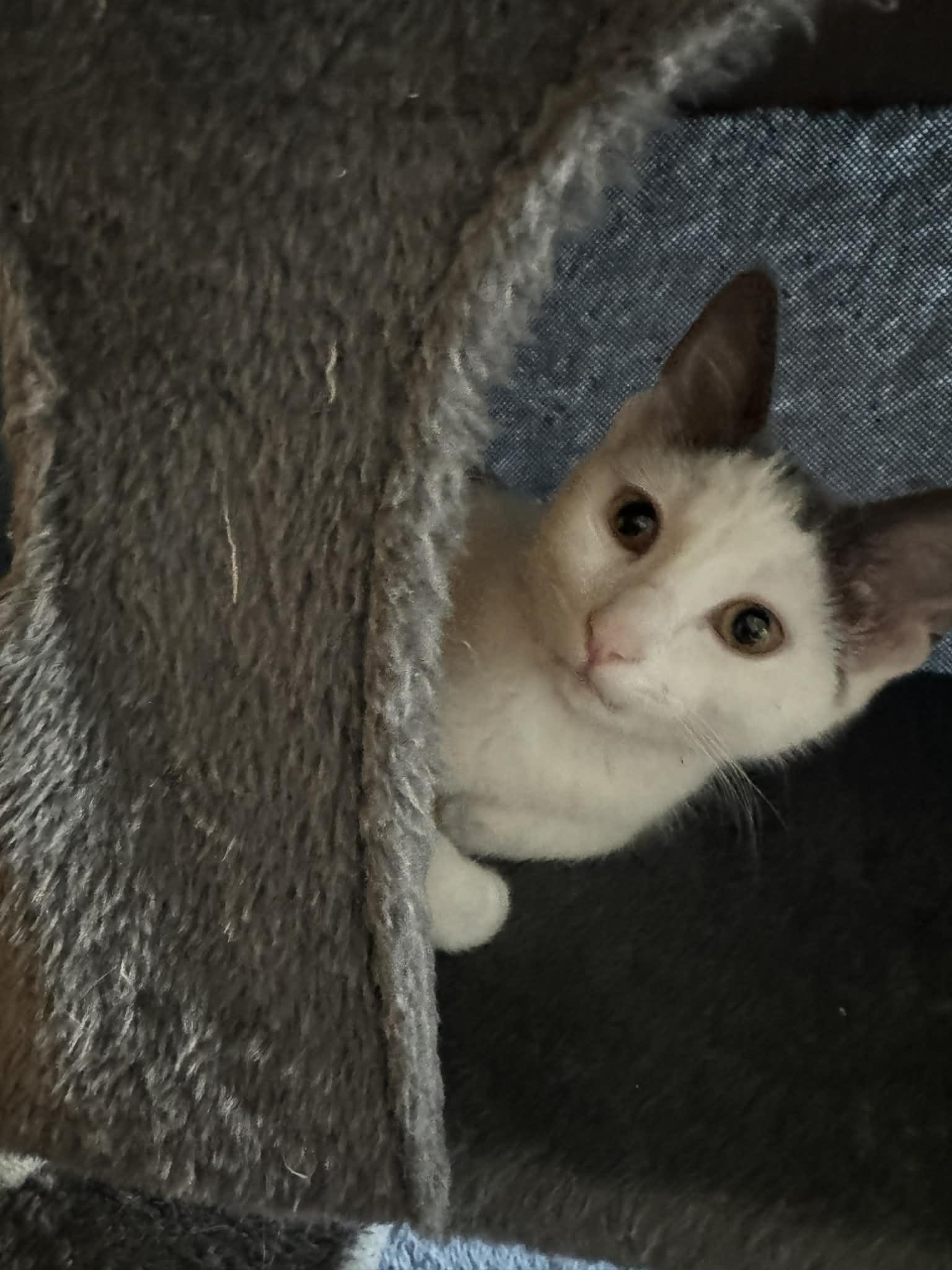 Enlarge Wren, a ADOPTABLE Domestic Short Hair in Milwaukee, WI image 5/6