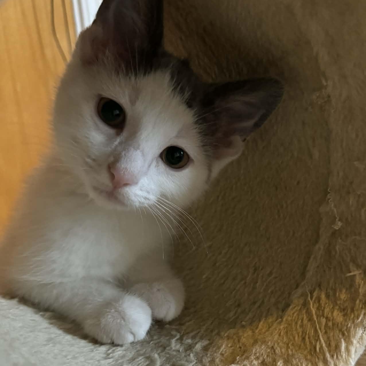 Wren, a ADOPTABLE Domestic Short Hair in Milwaukee, WI image 1/3