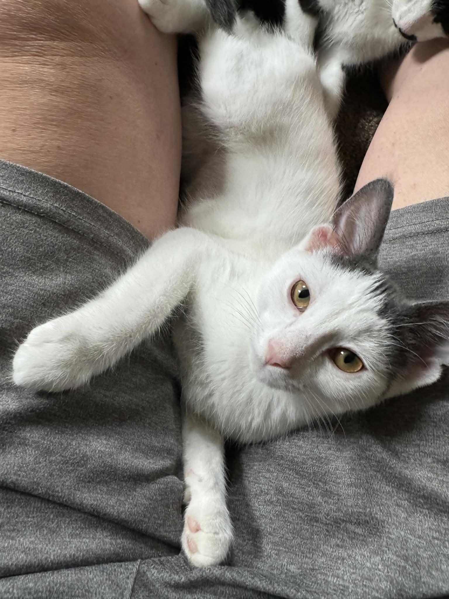 Enlarge Wren, a ADOPTABLE Domestic Short Hair in Milwaukee, WI image 6/6