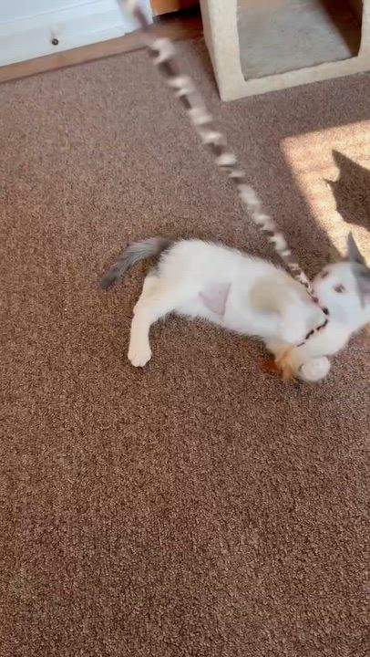 Enlarge Wren, a ADOPTABLE Domestic Short Hair in Milwaukee, WI video 2/3