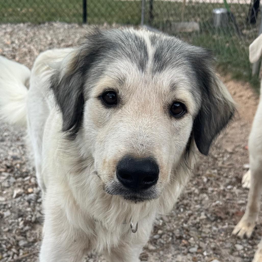 Signa, Adoptable, Young Female Great Pyrenees.