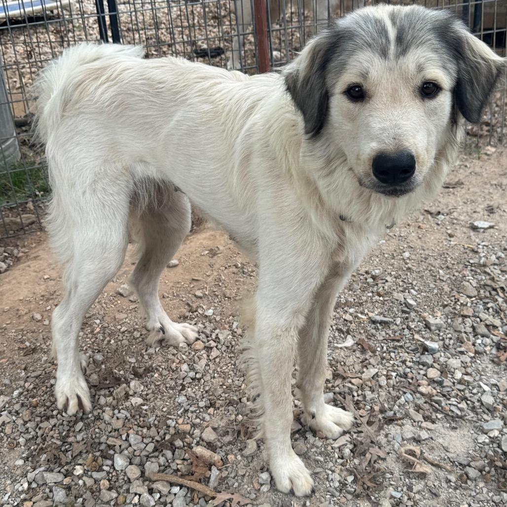 Enlarge Signa, a Adoptable Great Pyrenees in Pineville, MO image 2/3