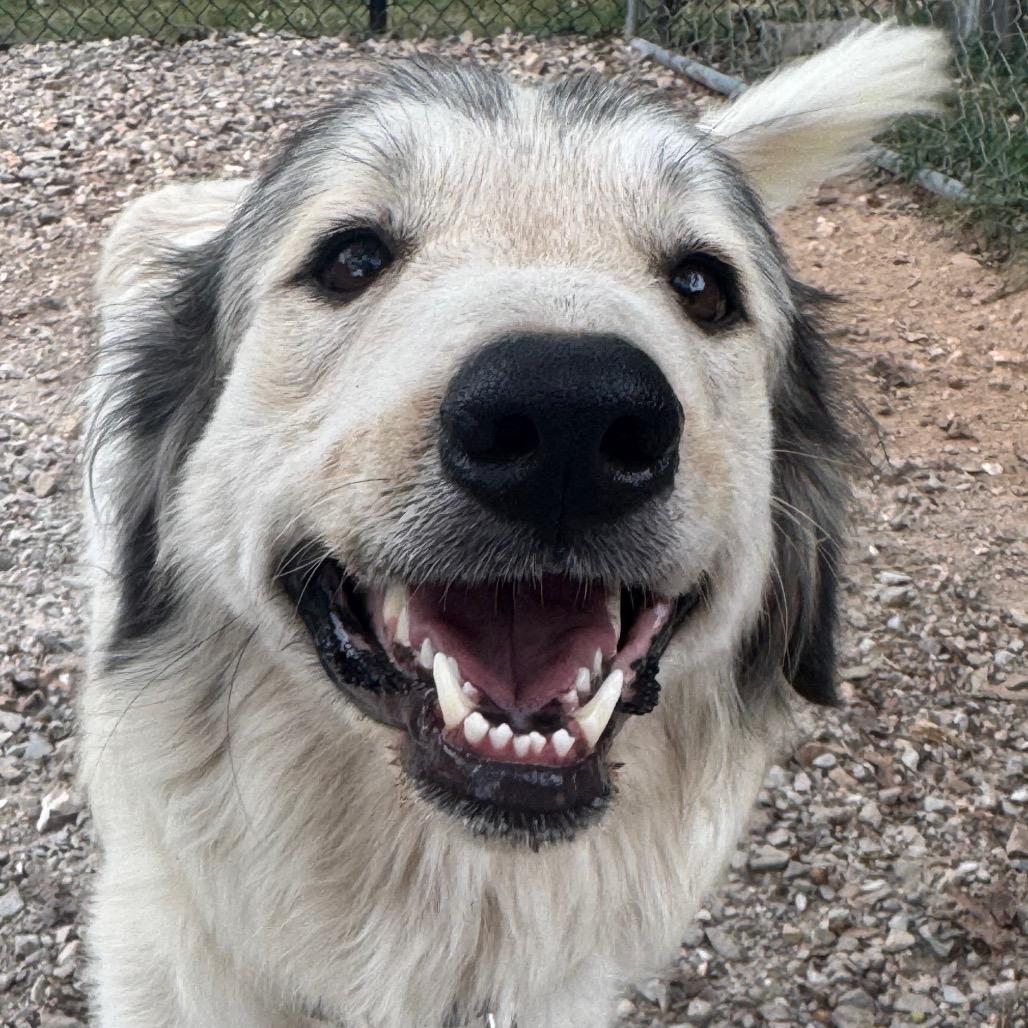 Enlarge Signa, a Adoptable Great Pyrenees in Pineville, MO image 3/3