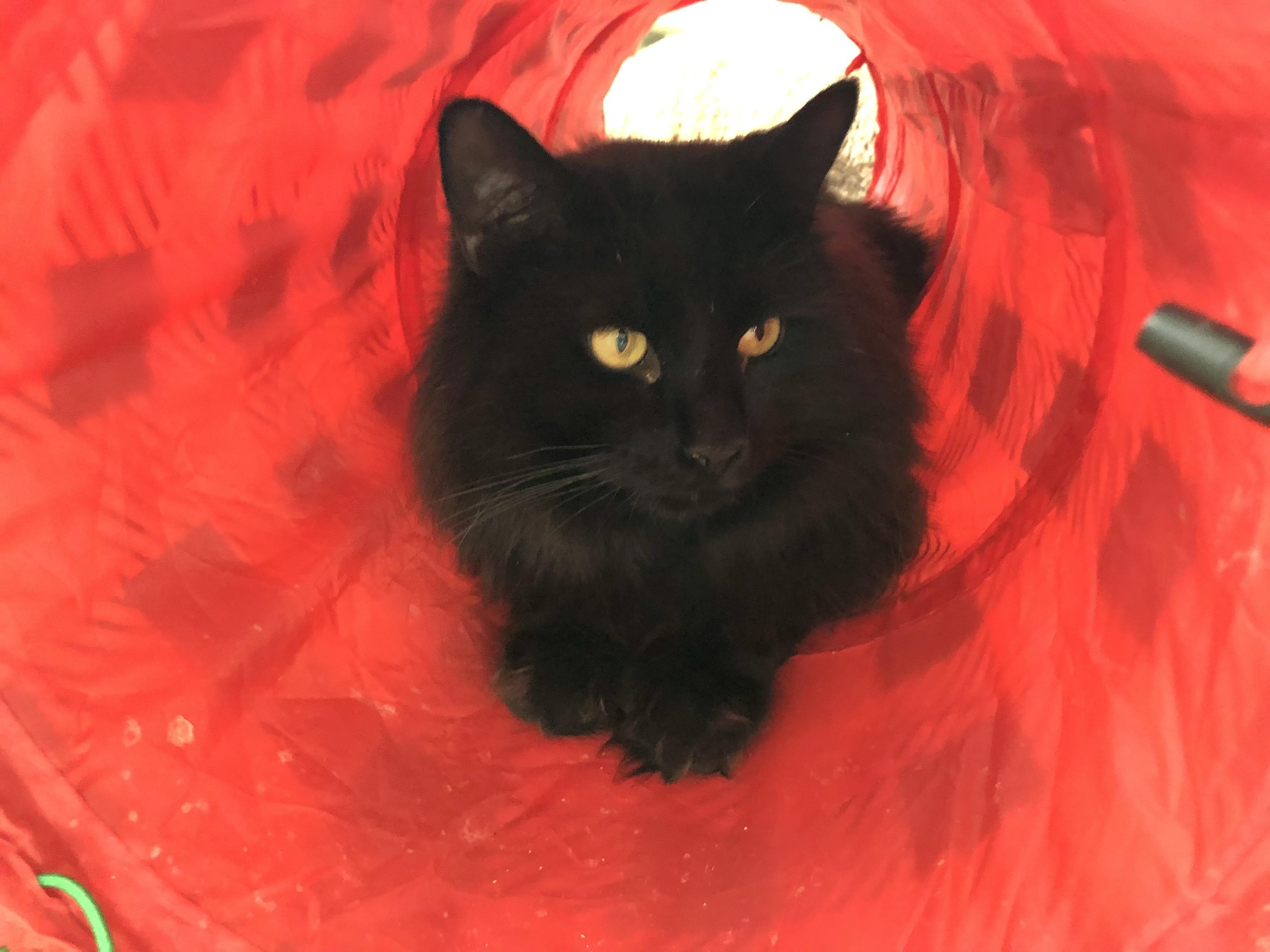 Enlarge Panna Cotta, an adopted Domestic Medium Hair in Salisbury, MA image 2/6