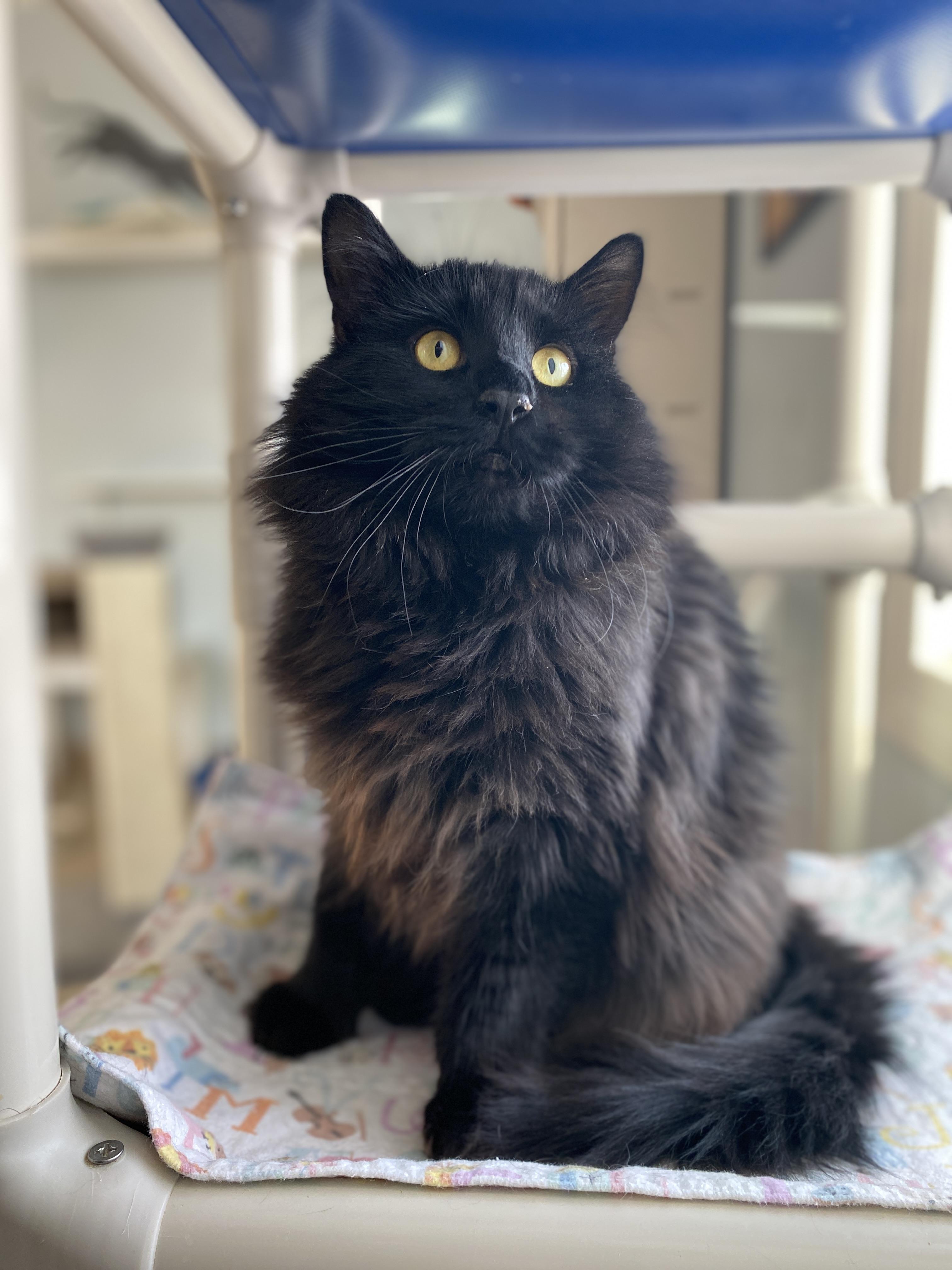 Enlarge Panna Cotta, an adopted Domestic Medium Hair in Salisbury, MA image 1/6