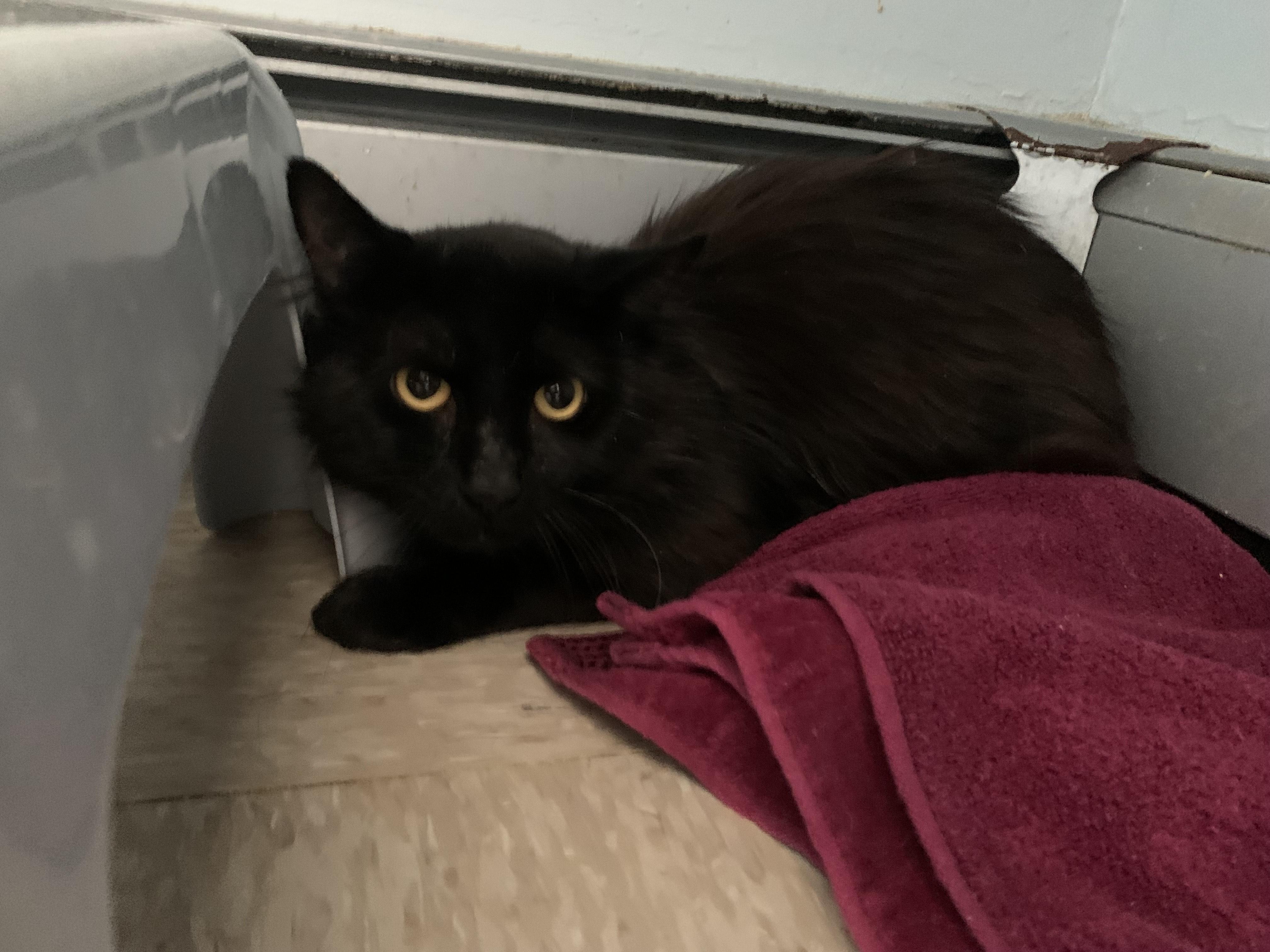 Panna Cotta, Adoptable, Adult Male Domestic Medium Hair.