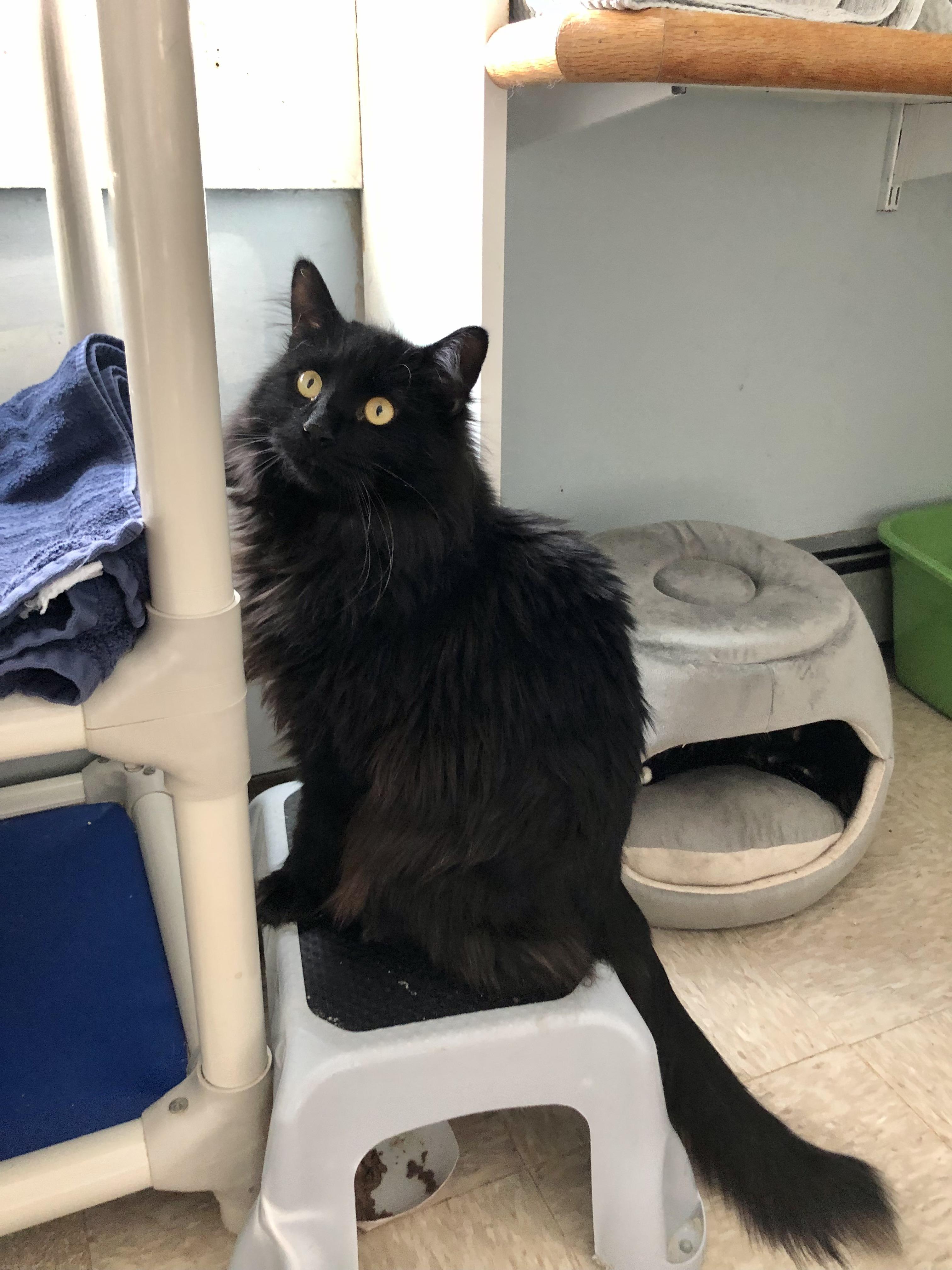 Panna Cotta, Adoptable, Adult Male Domestic Medium Hair.