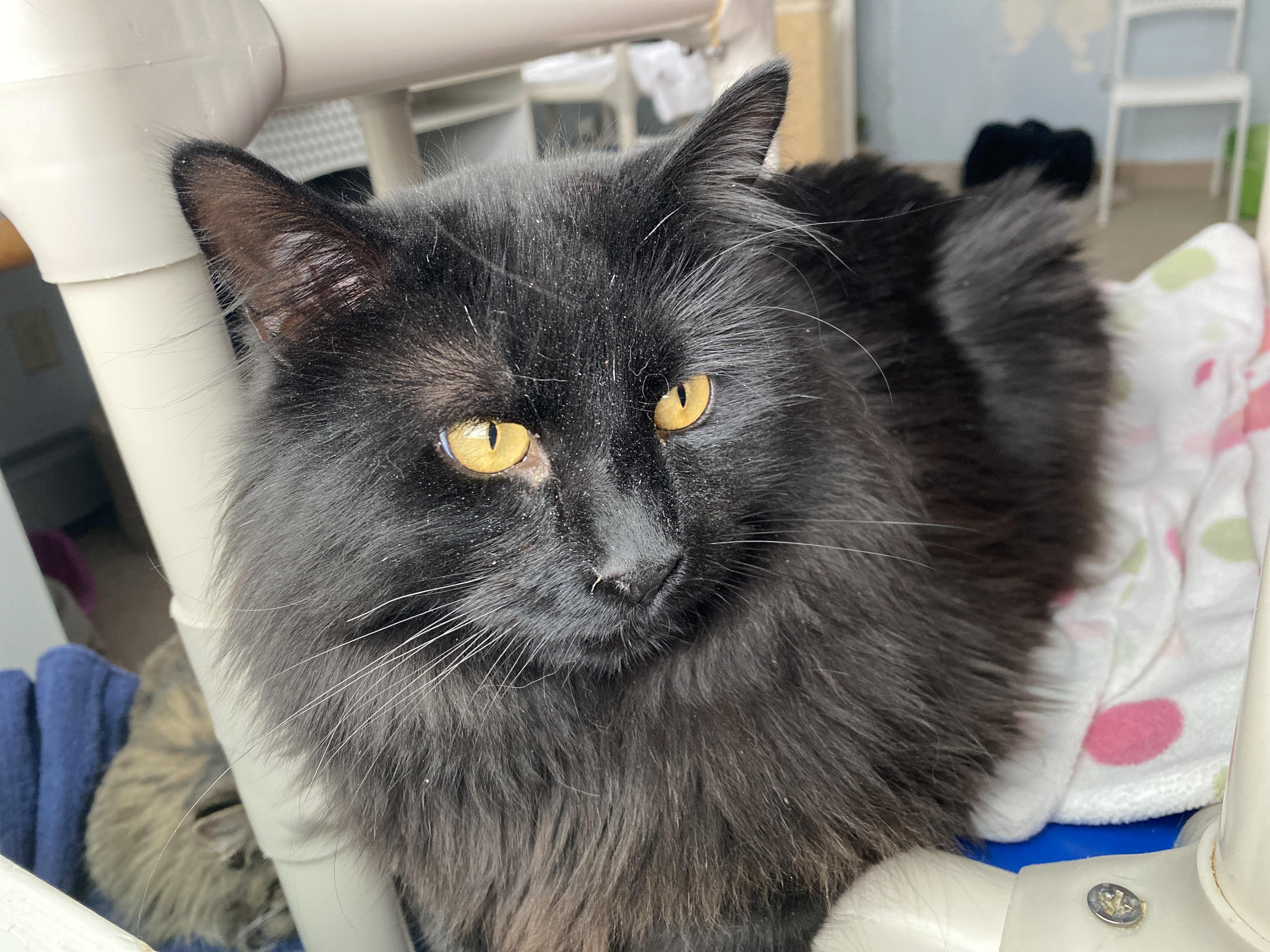 Enlarge Panna Cotta, an adopted Domestic Medium Hair in Salisbury, MA image 3/6