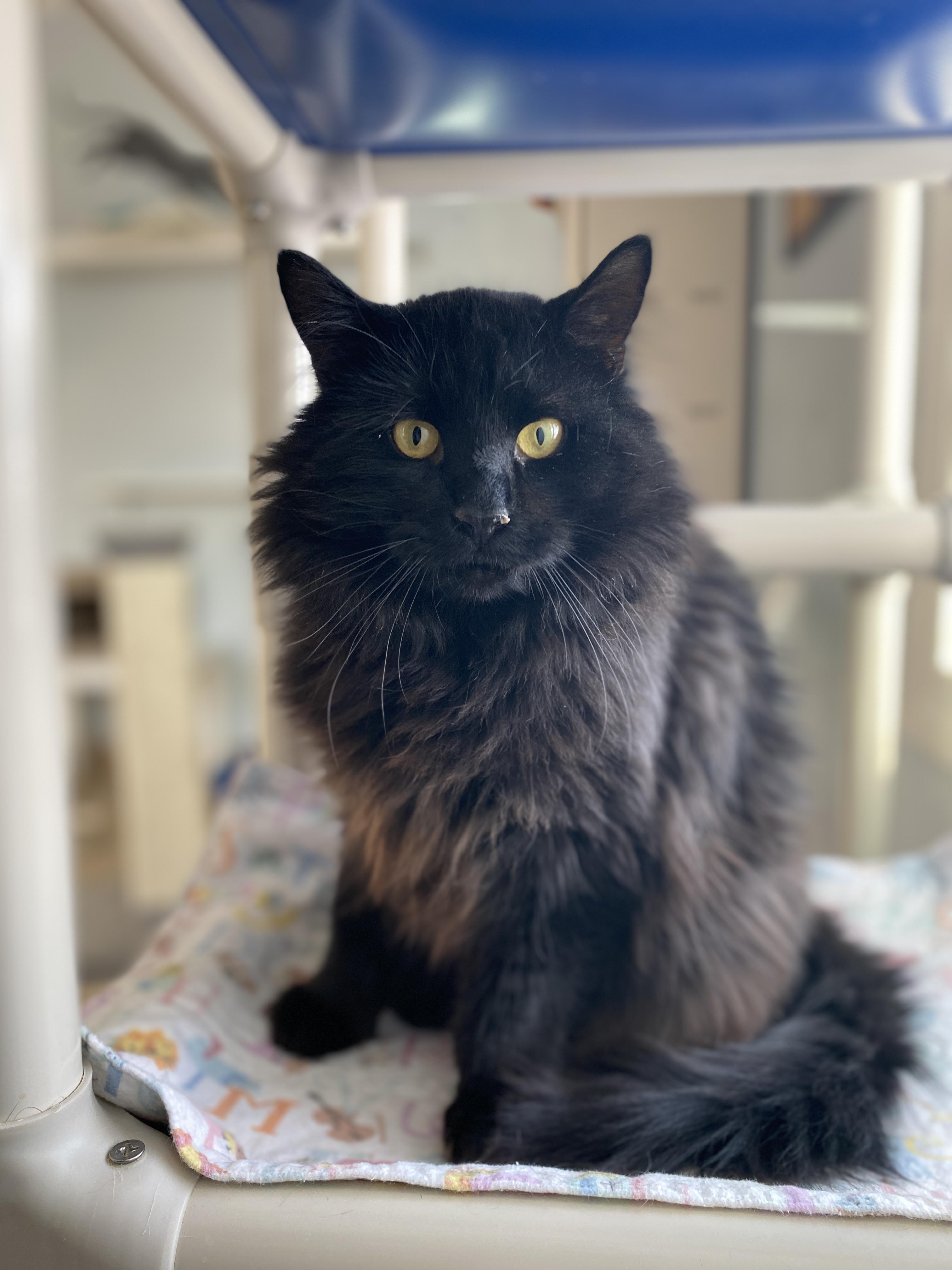 Enlarge Panna Cotta, an adopted Domestic Medium Hair in Salisbury, MA image 6/6